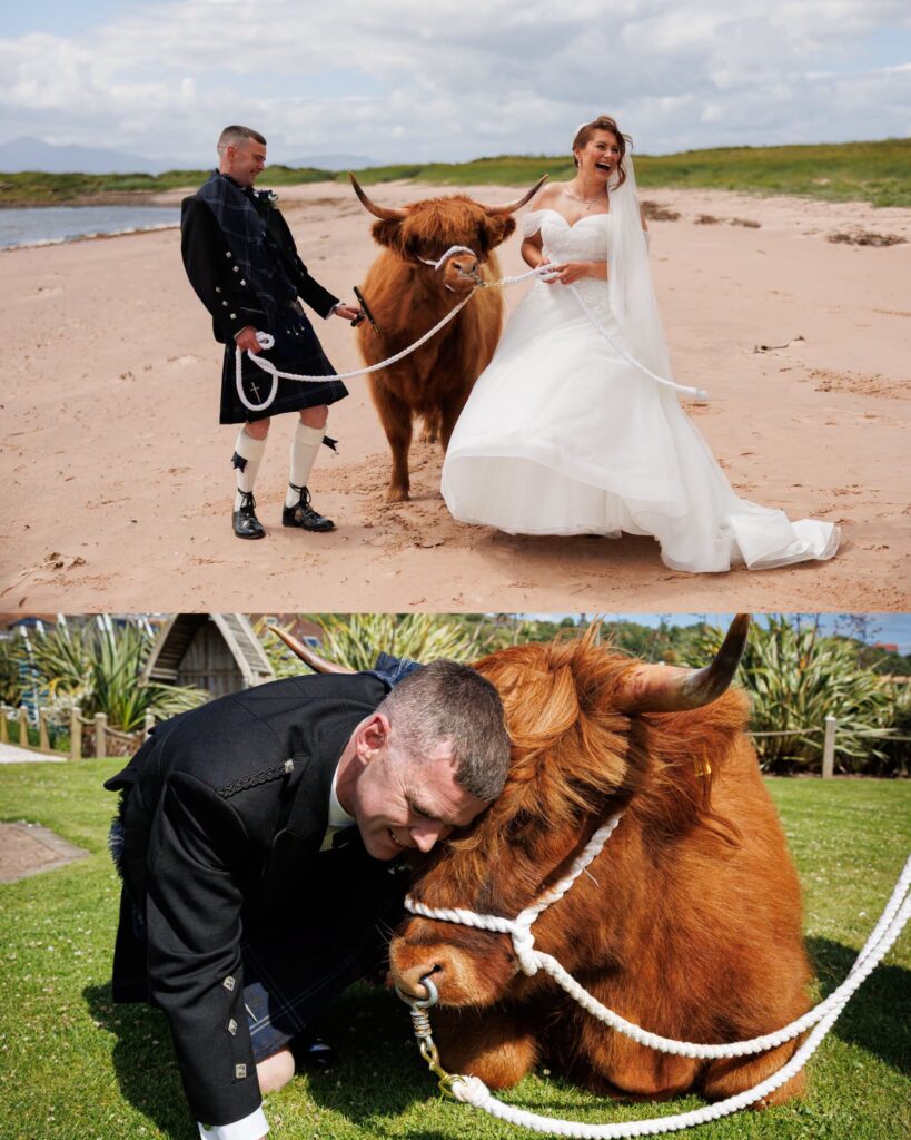 Bride and groom pose with a Highland cow on a beach, followed by a playful moment between the groom and the cow at their Scottish wedding.